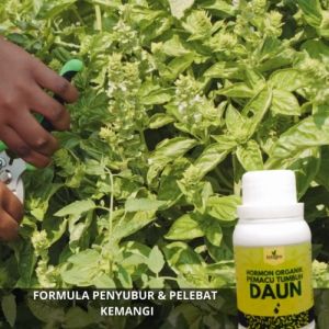 Pupuk kemangi / Pupuk Penyubur Daun Kemangi / Pupuk Pelebat Daun Kemangi Organik Cair Semprot