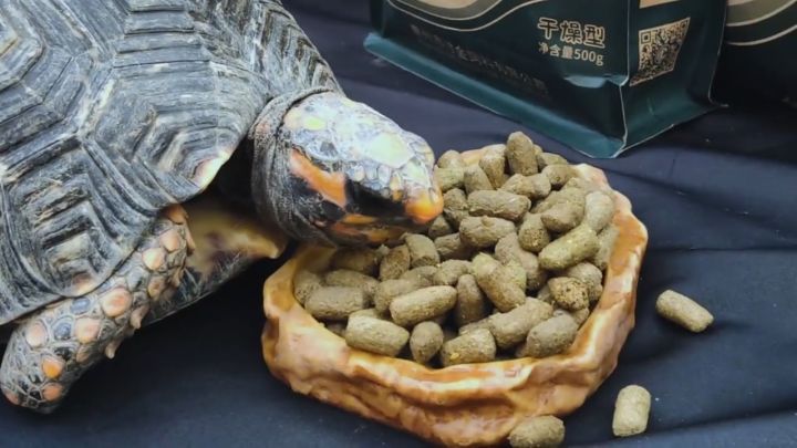 Forest tortoise sale food