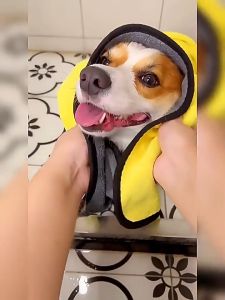 🐈 [100 * 50 ซม.] ผ้าขนหนูสัตว์เลี้ยง ผ้าขนหนูแมว ผ้าขนหนูสุนัข ผ้าไมโครไฟเบอร์ ผ้าดูดซับอเนกประสงค์ ผ้าขนหนูอาบน้ำสำหรับสัตว์เลี้ยง