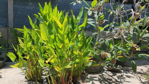 👑ต้นคล้าน้ำช่อห้อย ส่งทั้งกระถาง และ แบบส่งล้างรากตัดใบ ไม้กระถาง ไม้ใบ ไม้น้ำ บ่อบัว👑