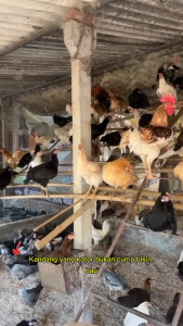 Bios-k Pro penghilang bau kandang pengusir/pembasmi lalat