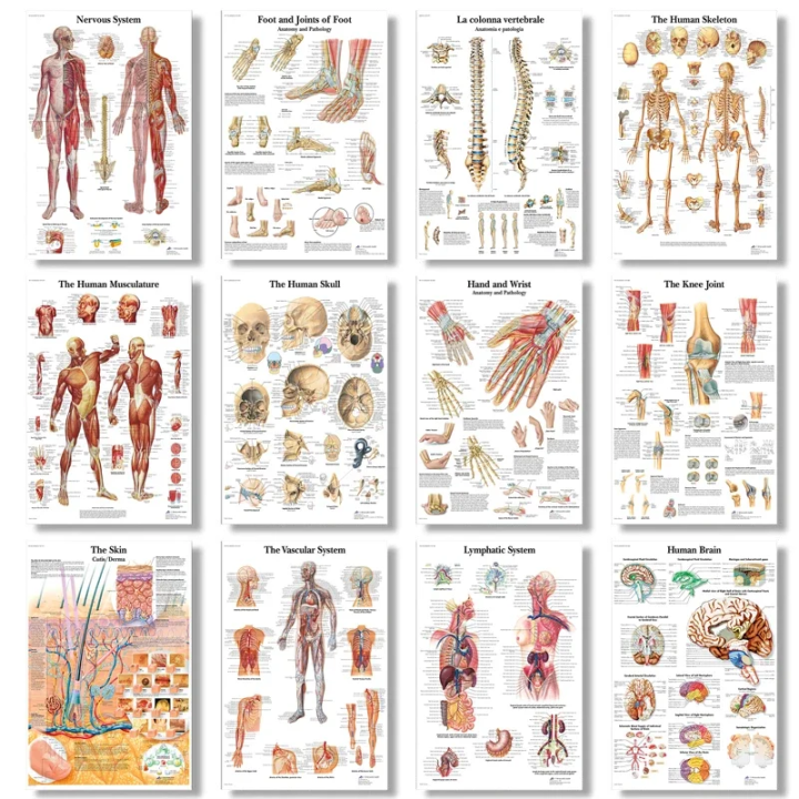 Anatomical Skeleton & Nervous System Wall Art Canvas - Educational ...