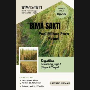 BENIH PADI BIMA SAKTI KWALITAS UNGGUL SUPER GENJAH BERBOBOT PER 1KG