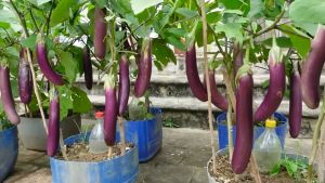 LONG EGGPLANT SEEDS (40pcs seeds) HYBRID/EASY TO GROW/HIGH YIELD