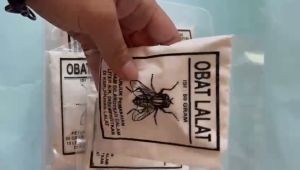 OBAT LALAT SAPI AMPUH ANTI LALAT BUAH CABE PALING AMPUH BASMI LALER RACUN LALAT SERANGGA KANDANG AYAM SEMPROT