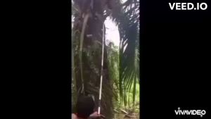 เครื่องตัดปาล์มน้ำมัน  เสียมทะลายปาล์ม เคียวเก็บเกี่ยวปาล์ม ใบเลื่อยตัดปาล์มน้ำมัน เครื่องแรงทนทาน ใช้งานได้ดีเยี่ยม มีอนุสิทธิบัตร