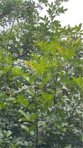 ใบมะตูมแขกใบสดยอดอ่อนนำไปรับประทานเป็นผัก