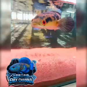 Channa Yellow Sentarum 3 Inch