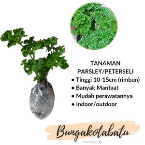 Bibit Tanaman Sayur Parsley / Peterseli
