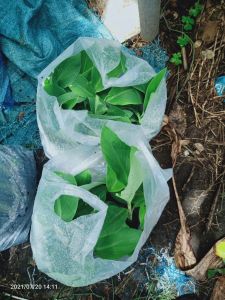 กล้วยน้ำว้าเตี้ย กล้วยค่อม #มีเพียง100ชุดเท่านั้นเดือนนี้