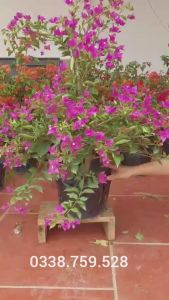 2 CÂY HOA GIẤY SẴN MĂT HOA NHƯ HÌNH ( CÓ 6 MÀU KHÁCH DƯƠC CHON MÀU)