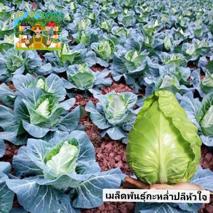 เมล็ดพันธุ์กะหล่ำปลีหัวใจพันธุ์เบา ทรงสวย น้ำหนักดี ปลูกได้ตลอดปี