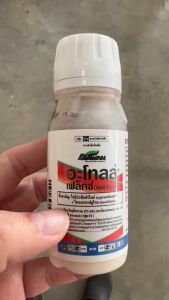 เอราวัณ อะโทลล์ เฟล็กซ์ ขนาด 100 ซีซี คุมหญ้าก่อนงอกใน ข้าวโพด อ้อย อัตราใช้น้อย ปลอดภัย ผสมน้ำ 2 ถัง 200 ลิตร พ่นได้ 6 ไร่ แนะนำผสม อะทราซีน เอราวัณ ยาฆ่าหญ้าก่อนงอก - Lazada