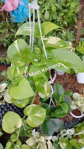 chậu treoTrầu bà Thái Xanh-Vườn Minh Khương