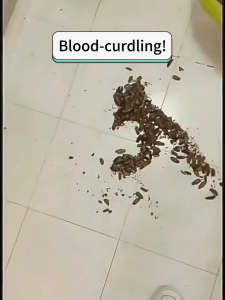 ⚡Kill 100000 cockroaches⚡cockroach powder 3 bags cockroach killer