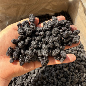 New Stock Black Mulberry Dried Fruits Wild Mulberry for Wine Making Hand Picked Medicinal Mulberry Snacks Nutritious Treats