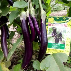 BENIH TERONG UNGU HIBRIDA NAZMI F1 5 GRAM BENIH CAP MUTIARA BUMI
