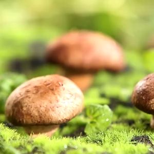 Chinese Herbs Herbal Medicine 花菇 Flower Mushroom Dried Shiitake Mushroom Fitness 中药材 干货 香菇 强身健体 YC12