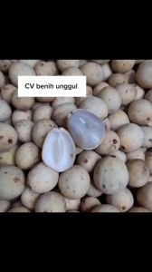 Bibit Buah Duku Manis Hasil Okulasi Tanpa Biji
