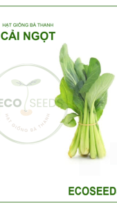 [EcoSeeds] Combo 2 Gói Hạt Giống Cải Ngọt Nông Hưng Phú - Chịu Nhiệt Chịu Mưa Giống Sinh Trưởng Khỏe - Gói 20g