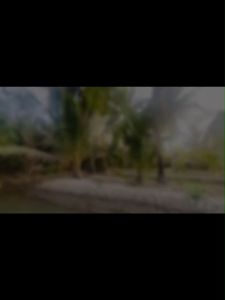 พิเศษ สุดคุ้ม 4 กระปุก 2 Kg น้ำตาลมะพร้าวแท้100% ไม่ผสมน้ำตาลทรายเนื้อนิ่มตักง่าย ไม่แท้ยินดีคืนเงิน