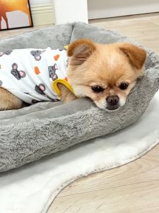 nệm chữ nhật hoa văn dành cho chó mèo - T3 PETS SHOP