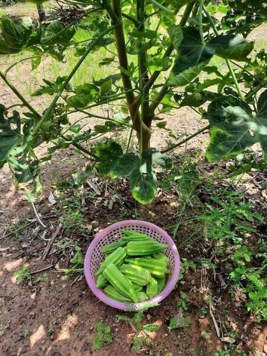 20%20H%E1%BA%A1t%20Gi%E1%BB%91ng%20%C4%90%E1%BA%ADu%20B%E1%BA%AFp%20Kh%E1%BB%95ng%20L%E1%BB%93%20Star%20David_Y%20%E1%BA%A3nh%20kh%C3%A1ch%20tr%E1%BB%93ng%20-%20Image%205