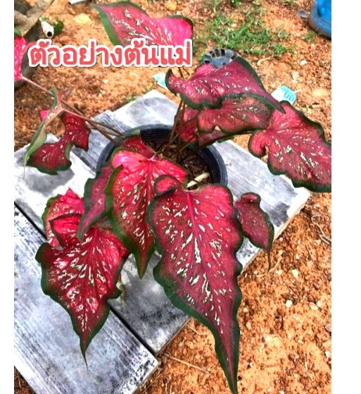 บอนสี กุมภกรรณ แบ่งขนาด4นิ้ว ไซส์ตามตัวเลือกแชทเลือกต้นได้