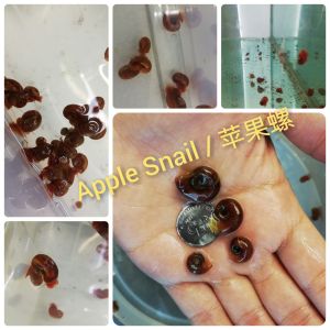 Apple Snail (Tank Cleaner) 💥Buy 5 Free 1💥