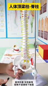 【READY STOCK】45cm Spine Human Model/Vertebrae Nerves Arteries/Pelvis Display/Bone Cervical Vertebra Intervertebral Disc