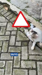 HI PAW HERBAL CAT FLEA 100ML & 250ML - Penghilang Kutu Kucing - Spray Pembasmi Kutu Caplak Pinjal & Telur Kutu - Hempas Kutu Kucing