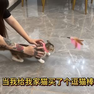 Cat Toy Feather Wand Self Entertaining Boredom Buster Feathers Replaceable Interactive Smart Design for Cat Playtime