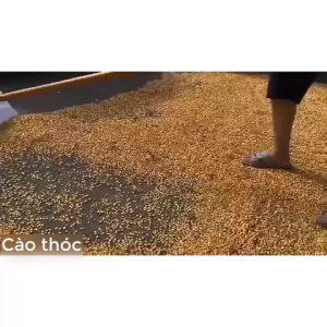 Bồ cào nhựa gom thóc