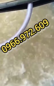Máy thổi khí con sò 250/750/1100w sủi oxy bể tôm cá hút chân không nhập khẩubảo hành 12 tháng