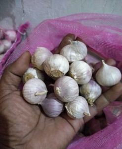 Bawang Tunggal Bawang Lanang Ukuran Besar Kualitas premium