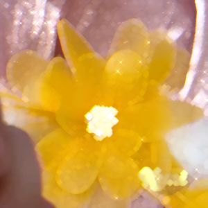 Nơ cài áo đính đá sáng bling 2 dải tia rua kt 3x35cm sẵn ghim cài