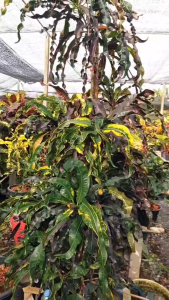 โกสนแขกดำ โกสนชนิดแรกในประเทศไทย ส่งทั้งกระถาง