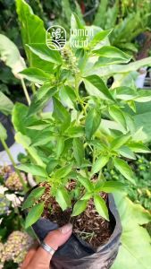 Bibit Tanaman Kemangi Bumbu Dapur Berkualitas