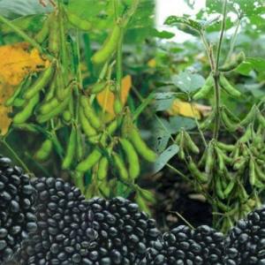 300 BUTIR BIJI | BENIH TANAMAN KACANG KEDELAI HITAM