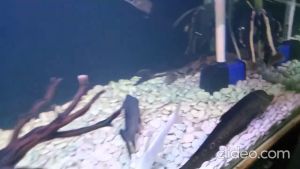 BATU KORAL KUPANG PUTIH 1kg - Hiasan Aquarium Aquascape Kolam Pot 1 kg