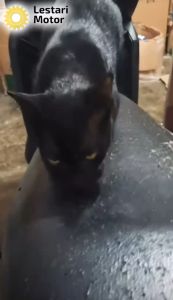 Sarung Jok Jaring Motor Ukuran L: Supra X 125, Karisma Revo, Tiger