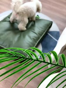 UF.Bemo | Waterproof & Dirt-Resistant Dog Mat Washable