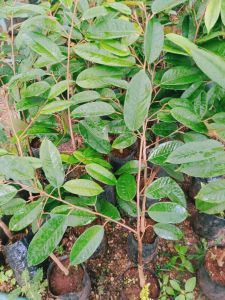 ต้นทุเรียนชะนีไข่เสียบยอดแล้วพร้อมลงแปลงปลูก ชุด2ต้น*