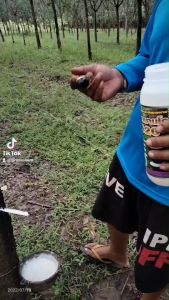 520 ฮอร์โมนต้นยางพารา คอมมานโด ปลีกและส่ง - คอมมานโด 520 ฮอร์โมนต้นยางพารา