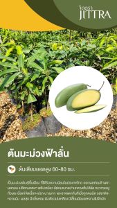 จิตตรา ต้นพันธุ์มะม่วงฟ้าลั่น เสียบยอดสูง 60-80 cm ปลูกปีเดียวติดลูก พร้อมส่ง เคลมฟรี ต้นพันธุ์ผลไม้ ต้นเตี้ย ผลดก