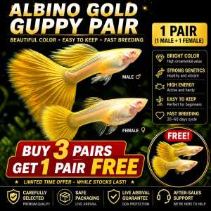 🔥READY STOCK🔥Red Eye Albino Gold Guppy Pair (1 Male + 1 Female) | Bright Color Live Fish | Easy Care | Buy 3 Get 1 FREE | Live Fish Aquarium