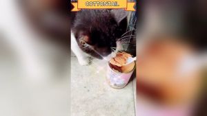 UNICAT Kaleng 375Gr | Makanan Kucing Basah | Wet Food Cat