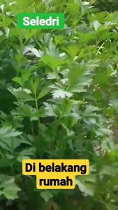 Benih Bibit Seledri Dataran Rendah 2000 Biji