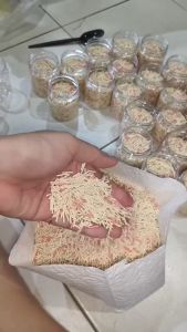 Ready Stock 现货 🌸新品🌸Pea Yucca Tofu Litter with SAP Formula 豌豆丝兰豆腐猫砂 2.5kg