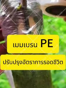 200m เทปพันกิ่งไม้ กว้าง 6 cm เทปพันกิ่ง ฟิล์มพันกิ่ง ฟิล์ม PE เทปยืดได้อีกเท่าตัว เหนียว ไม่มีกาว